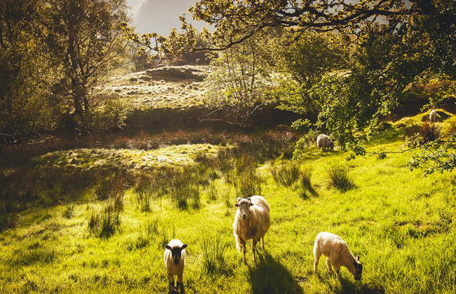 Windermere, Lancaster y el Distrito de los Lagos - Tour en grupo reducido - Foto 2